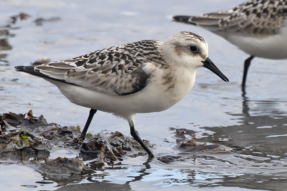 Sanderling
